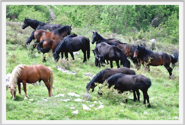 passo_biscia069