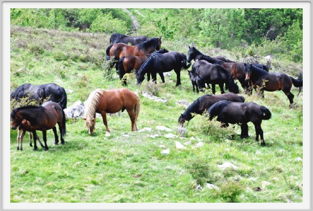 passo_biscia070