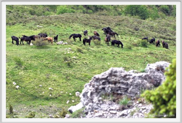 passo_biscia076