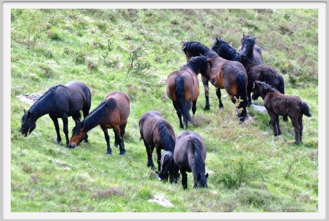 passo_biscia078