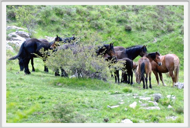 passo_biscia080