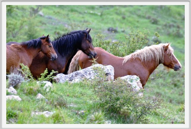 passo_biscia086