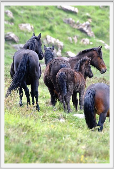 passo_biscia088