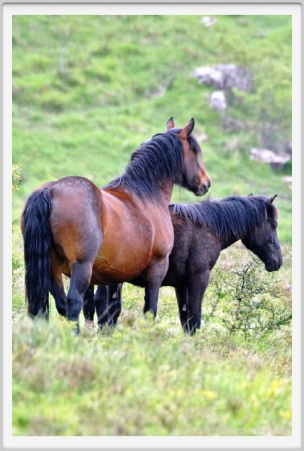 passo_biscia089