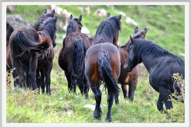 passo_biscia091