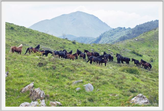 passo_biscia098