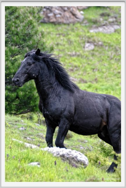 passo_biscia107