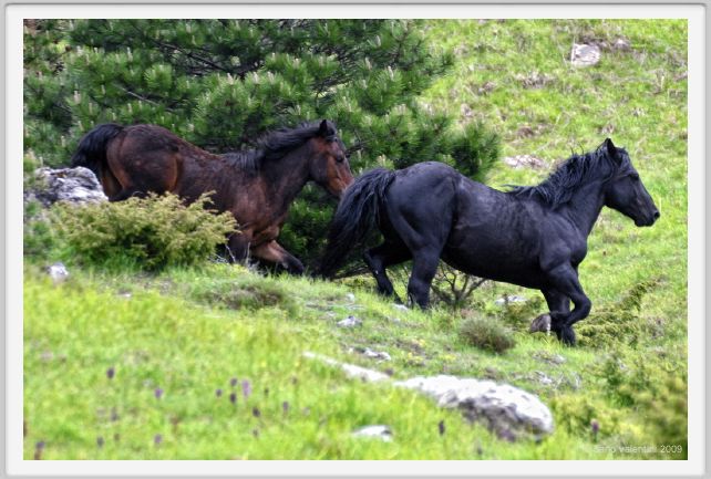 passo_biscia114