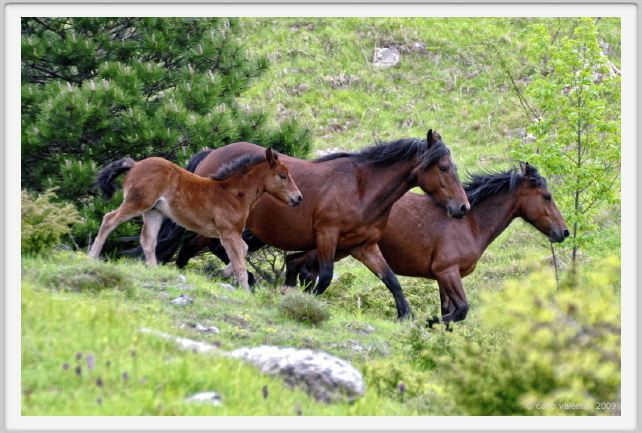 passo_biscia115