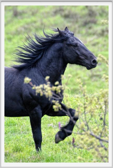 passo_biscia119