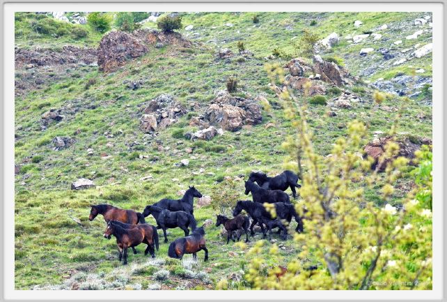 passo_biscia010