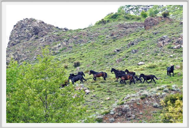 passo_biscia012