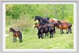 passo_biscia027