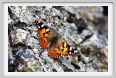 passo_biscia173