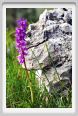 passo_biscia174