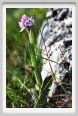 passo_biscia175