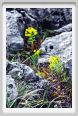 passo_biscia177