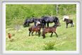 passo_biscia029