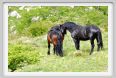 passo_biscia031