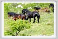 passo_biscia032