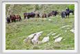 passo_biscia033