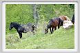 passo_biscia042