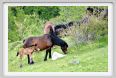 passo_biscia046
