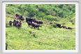 passo_biscia051
