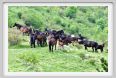 passo_biscia062