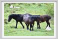 passo_biscia068