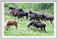 passo_biscia069