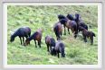 passo_biscia078