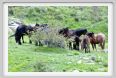 passo_biscia080
