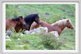 passo_biscia086