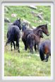 passo_biscia088