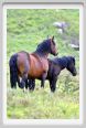 passo_biscia089