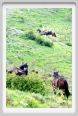 passo_biscia093