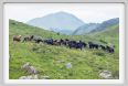 passo_biscia098