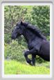 passo_biscia108
