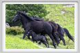 passo_biscia112