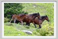 passo_biscia115