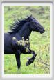 passo_biscia119