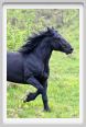 passo_biscia120
