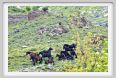 passo_biscia010