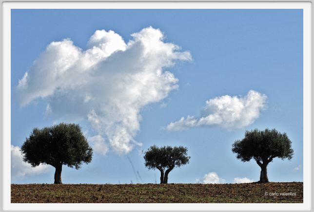 campagna_recanati013