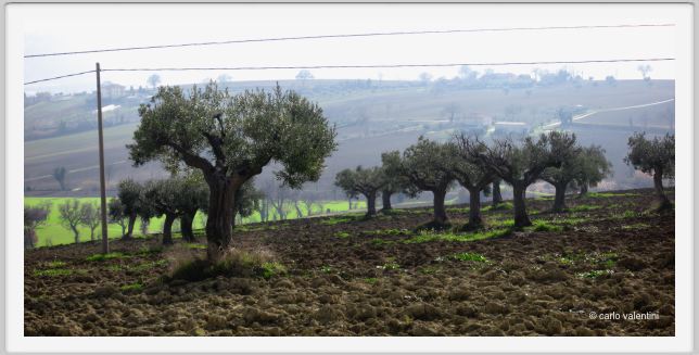 campagna_recanati010