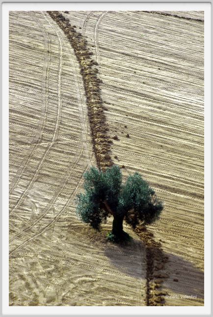 campagna_recanati004