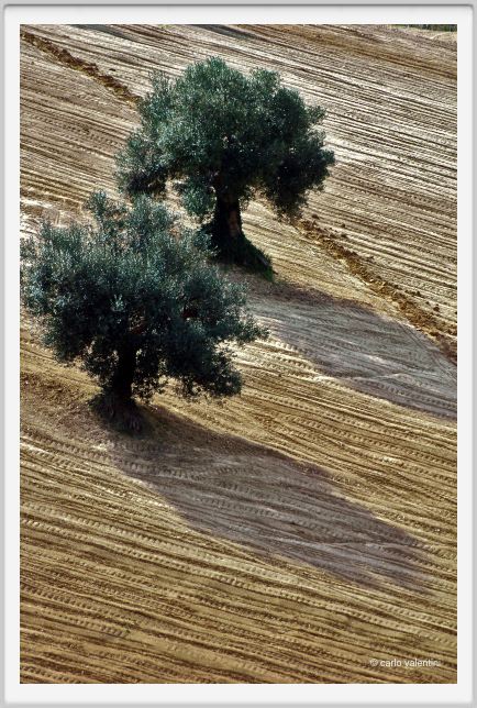 campagna_recanati005