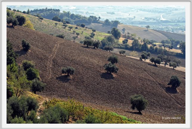 campagna_recanati016