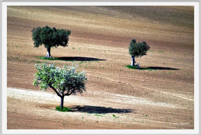 recanati_campagna13